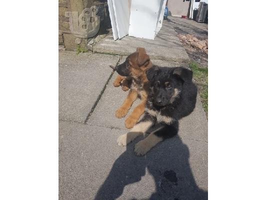 Boy German Shepards Έτοιμο